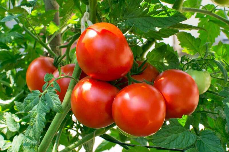 أهم إرشادات زراعة الطماطم في البيوت المحمية | الروضة