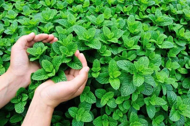 زراعة النعناع في المنزل
