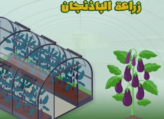 زراعة الباذنجان في البيوت المحمية
