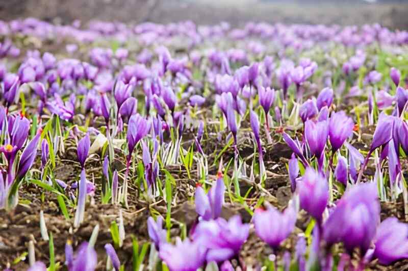 زراعة الزعفران في البيوت المحمية