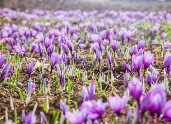 أهم النصائح عند زراعة الزعفران فى البيوت المحمية