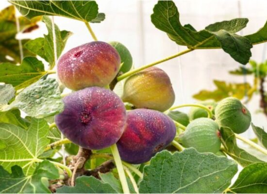 خطوات بسيطة لزراعة التين فى البيوت المحمية