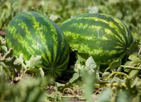 زراعة البطيخ في البيوت المحمية-مصنع الروضة للبيوت المحمية
