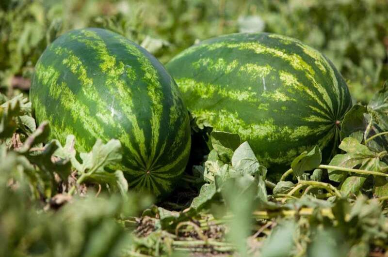 زراعة البطيخ في البيوت المحمية-مصنع الروضة للبيوت المحمية