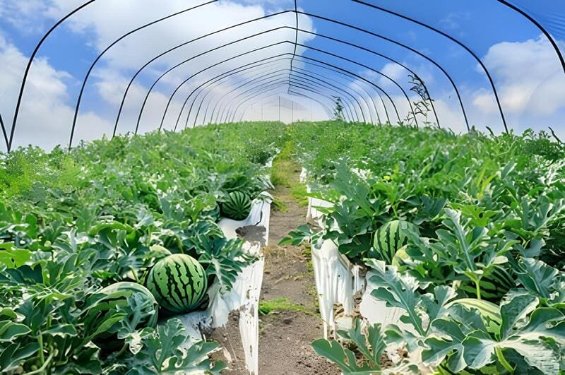 موسم زراعة البطيخ في السعودية