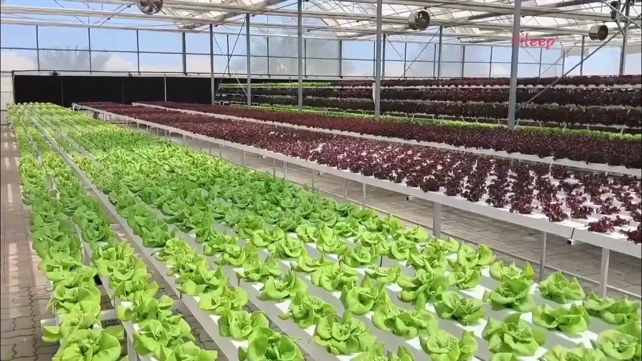 الزراعة المحمية