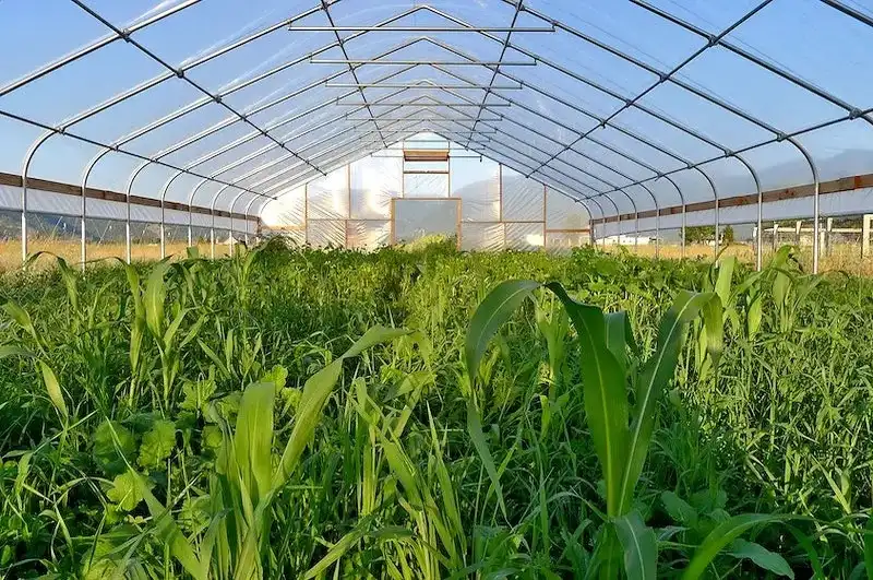 أفضل انواع اغطية البيوت المحمية ومزاياها انواع أغطية البيوت المحمية