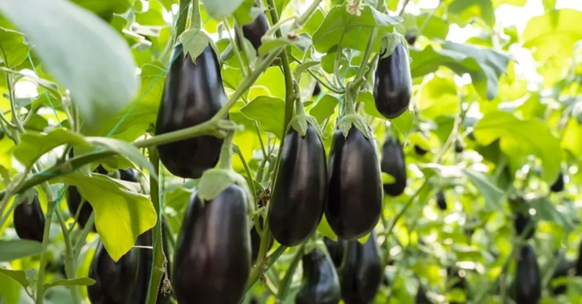 موعد زراعة الباذنجان