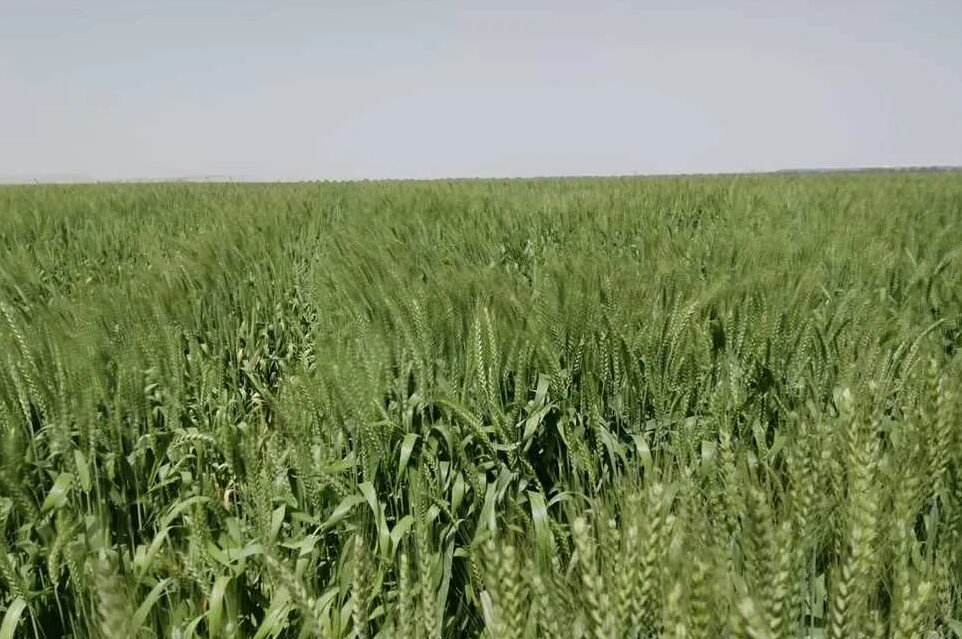 فوائد حمض الفوسفوريك في الزراعة
