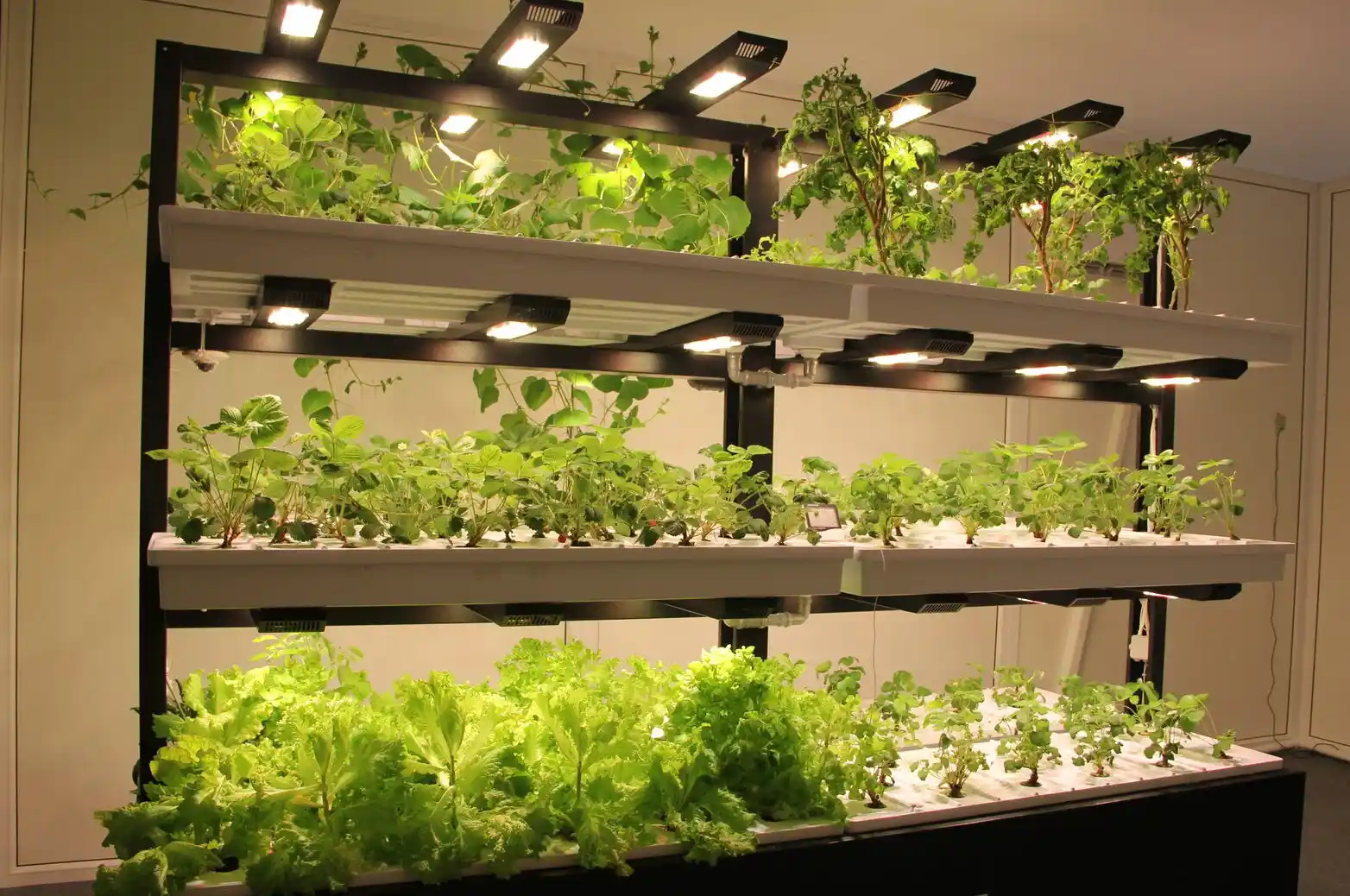 زراعة البطاطس بدون تربة