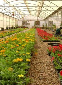 مشروع بيوت محمية للبيع - مصنع الروضة